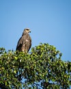 Close up image of Black kite bird sitting on top of tree Royalty Free Stock Photo