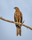 Close up image of Black kiteMilvus migrans bird with nictitating membarane, sitting on top of tree Royalty Free Stock Photo