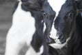 Close up image in black and white of the head of a small calf inside a barn in a moshav in Israel, Royalty Free Stock Photo