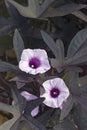 Close-up image of Blackie sweet potato vine  flowers Royalty Free Stock Photo