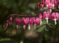 Close up image of bleeding heart flowers and buds. Royalty Free Stock Photo