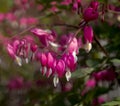 Close up image of bleeding heart flowers and buds. Royalty Free Stock Photo