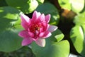 Close up image on blooming pink lotus flower natural background Lotus leaf, Lily Pad with copy space Royalty Free Stock Photo