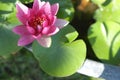Close up image on blooming pink lotus flower natural background Lotus leaf, Lily Pad with copy space Royalty Free Stock Photo