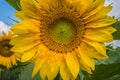 A close-up image of a blooming sunflower