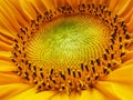 A close-up image of a blooming sunflower Royalty Free Stock Photo