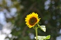 A close up image of a blooming sunflower in a garden Royalty Free Stock Photo