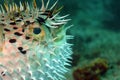 Close-up image of blowfish