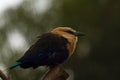 Blue bellied roller from Africa Royalty Free Stock Photo