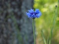 blue cornflowers against the background of the grass and tree Royalty Free Stock Photo