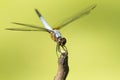 Close up image of blue dragonfly Royalty Free Stock Photo