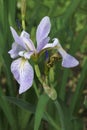 Close-up image of Blue flag iris flower Royalty Free Stock Photo