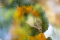 Close up image of blue and gold Macaw parrot. Exotic colourful African macaw parrot Royalty Free Stock Photo