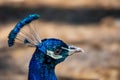 Close up image of a blue male peacock or peafowl showing just it's head and neck with a blurred background. Royalty Free Stock Photo