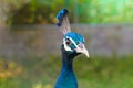 Blue male peacock or peafowl showing just it`s head and neck with a blurred background