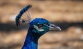 Close up image of a blue male peacock or peafowl showing just it's head and neck with a blurred background. Royalty Free Stock Photo