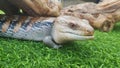 Close up image of a Blue Tongue Lizard Royalty Free Stock Photo