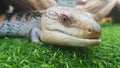 Close up image of a Blue Tongue Lizard