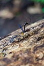 Giant Ichneumon Wasp Close Up on Log