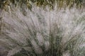 Close-up image of Blue zinger sedge plant