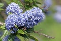 Close up image of blueblossom flowers Royalty Free Stock Photo