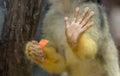 Close up image of a Monkey trapped inside a glass cage