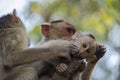 A close up image of a Bonnet Macaque Monkey baby with its mother grooming it Royalty Free Stock Photo