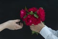 Close up image of boy`s hands hold bouquet of red roses and gives it to girl on black background, Royalty Free Stock Photo