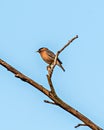 Close up image of Brahminy starling or MynaSturnia pagodarum bird sitting Royalty Free Stock Photo