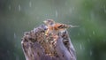 Close up image of a Brambling (Fringilla montifringilla) feeding on a makeshift, home made bird feeder.