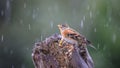 Close up image of a Brambling (Fringilla montifringilla) feeding on a makeshift, home made bird feeder.