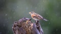 Close up image of a Brambling (Fringilla montifringilla) feeding on a makeshift, home made bird feeder. Royalty Free Stock Photo