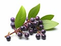 Close-up image of branch with blueberries on it is presented. The berries are green, and there are several leaves