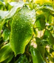 Close-up image of a bright green tropical leaf with large rain droplets on it after a storm