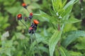 Close-up image of bright Orange Hawkweed flowers in bloom, wild ornamental flowering plants with green leaves Royalty Free Stock Photo