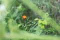 Close-up image of bright Orange Hawkweed flowers in bloom, wild ornamental flowering plants with green leaves Royalty Free Stock Photo