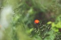 Close-up image of bright Orange Hawkweed flowers in bloom, wild ornamental flowering plants with green leaves Royalty Free Stock Photo