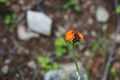 Close-up image of bright Orange Hawkweed flowers in bloom, wild ornamental flowering plants with green leaves Royalty Free Stock Photo