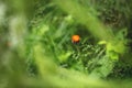 Close-up image of bright Orange Hawkweed flowers in bloom, wild ornamental flowering plants with green leaves Royalty Free Stock Photo