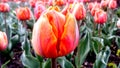 Close-up image of bright red and yellow tulip Royalty Free Stock Photo