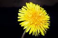 Yellow dandelion flower on a blurry background close-up