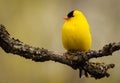 Bright yellow finch perched on a tree branch.
