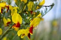 Red and Yellow Scotch Broom Flowers Close Up Royalty Free Stock Photo