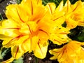 Close up image of bright yellow tulip with red stripes, tulips blossoms in spring Royalty Free Stock Photo