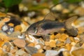 A close up image of a Bronze Corydora Cat fish in an Aquarium