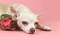 brown Chihuahua dog looking at camera. lying down with red rose on pink background. Cute pets and Valentine\'s day concept Royalty Free Stock Photo