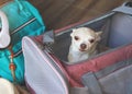 Image of brown  Chihuahua dog sitting in traveler pet carrier bag in balcony with travel accessories, ready to travel. Safe travel Royalty Free Stock Photo