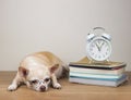 brown chihuahua dog wearing eye glasses, lying down with alarm clock 11 o\'clock and stack of books on wooden floor