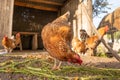 a hen eating some grass on the ground near other hens Royalty Free Stock Photo