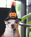 Brown  short hair  Chihuahua dog wearing Halloween witch hat decorated with pumpkin face and spider, sitting on black vintage Royalty Free Stock Photo